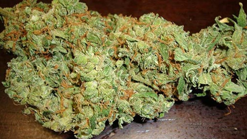 Extensive Medical Marijuana Study Has Been Commenced