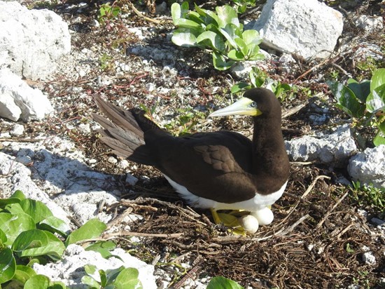 A brown booby on nest on Sombrero Island