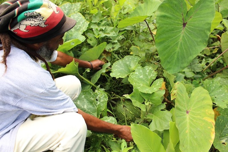 Broad Meadows Organic Farm A True Expression of Community Tourism On Dominica