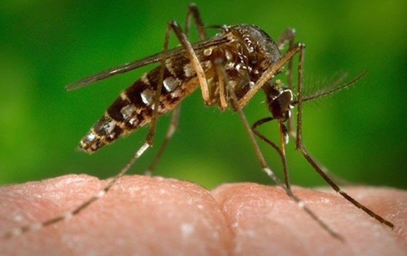 Genetically Modified Aedes Aegypti Mosquitos To Fight Zika Virus Disease Spread?