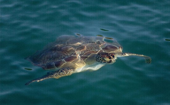 Turtle in water in Antigua