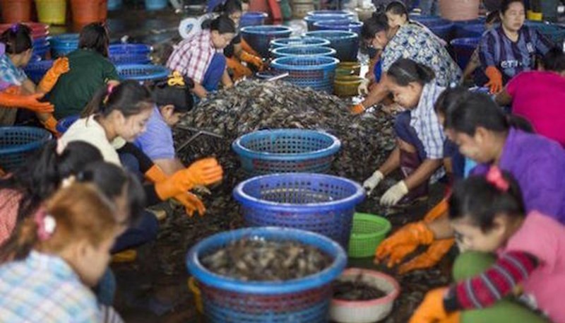 Global Supermarkets Selling Shrimp Peeled By Slaves According to an AP Report
