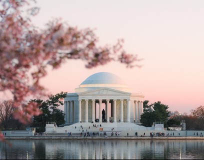 Washington D.C Blooms 