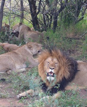 Lions in the Wild in South Africa 