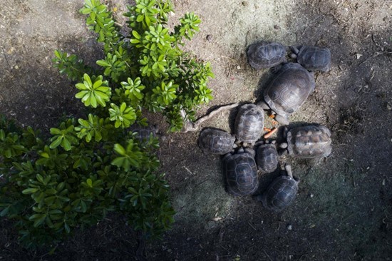 Laviscount Island tortoises photo of Stingray City, Antigua