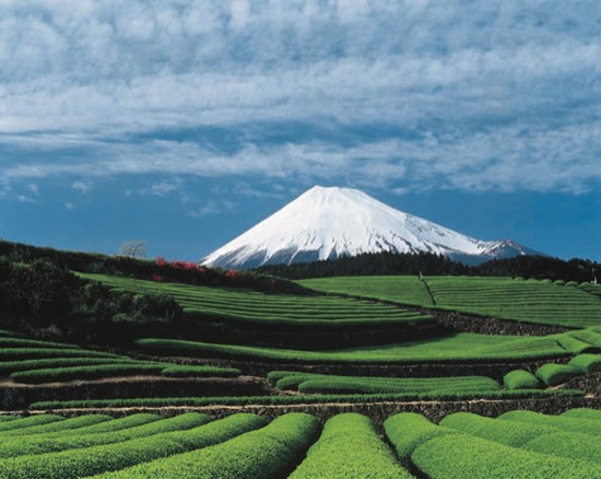Japanese snow capped mountain overlooking a tea field