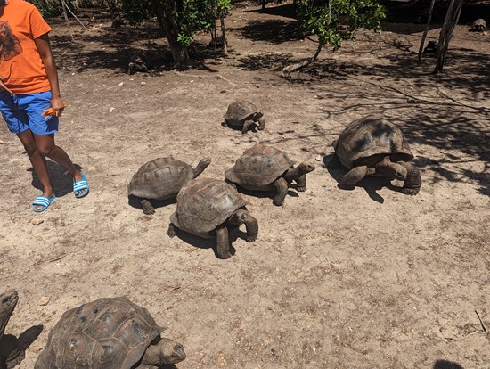 Giant Adabra Tortoise on Laviscount Island, Antigua