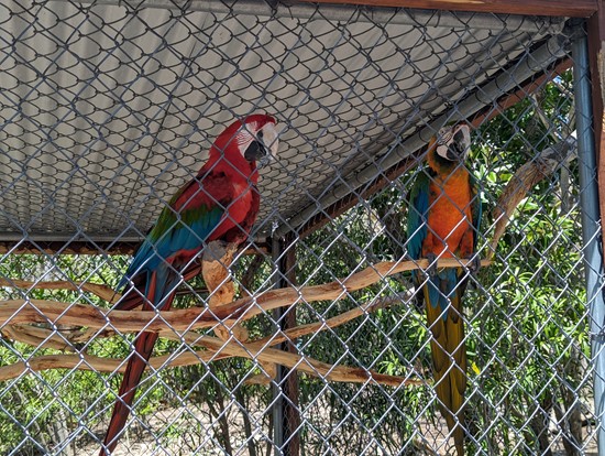 Parrots on Laviscount Island