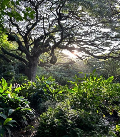 The enchanting 300-year-old Zamana tree at Habitation Céron, courtesy of the Martinique Tourism Authority