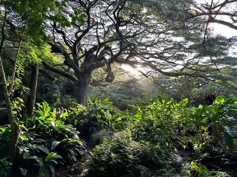 The enchanting 300-year-old Zamana tree at Habitation Céron, courtesy of the Martinique Tourism Authority