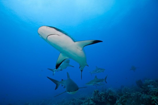 Caribbean Reef Shark - photo courtesy of Bahamas Ministry of Tourism, Investments &amp; Aviation